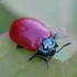 Drebulinis gluosninukas - Chrysomela tremula | Fotografijos autorius : Romas Ferenca | © Macrogamta.lt | Šis tinklapis priklauso bendruomenei kuri domisi makro fotografija ir fotografuoja gyvąjį makro pasaulį.