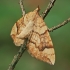 Drebulinis juostasprindis - Eulithis populata | Fotografijos autorius : Gintautas Steiblys | © Macrogamta.lt | Šis tinklapis priklauso bendruomenei kuri domisi makro fotografija ir fotografuoja gyvąjį makro pasaulį.