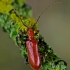 Drebulinis rusvūnas - Obrium cantharinum | Fotografijos autorius : Kazimieras Martinaitis | © Macrogamta.lt | Šis tinklapis priklauso bendruomenei kuri domisi makro fotografija ir fotografuoja gyvąjį makro pasaulį.