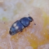Dried fruit beetle - Carpophilus hemipterus | Fotografijos autorius : Romas Ferenca | © Macronature.eu | Macro photography web site