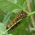 Drinker - Euthrix potatoria, caterpillar | Fotografijos autorius : Vidas Brazauskas | © Macronature.eu | Macro photography web site