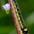Drinker - Euthrix potatoria, caterpillar | Fotografijos autorius : Romas Ferenca | © Macronature.eu | Macro photography web site