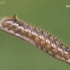 Drinker - Euthrix potatoria, caterpillar | Fotografijos autorius : Vilius Grigaliūnas | © Macronature.eu | Macro photography web site