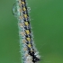 Drinker - Euthrix potatoria, caterpillar | Fotografijos autorius : Gintautas Steiblys | © Macronature.eu | Macro photography web site