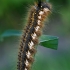 Drinker - Euthrix potatoria, caterpillar | Fotografijos autorius : Gintautas Steiblys | © Macronature.eu | Macro photography web site