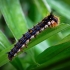 Drinker, caterpillar - Euthrix potatoria | Fotografijos autorius : Joana Katina | © Macronature.eu | Macro photography web site