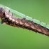 Drinker, caterpillar | Fotografijos autorius : Darius Baužys | © Macronature.eu | Macro photography web site