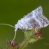 Baltoji nolija | Fotografijos autorius : Darius Baužys | © Macrogamta.lt | Šis tinklapis priklauso bendruomenei kuri domisi makro fotografija ir fotografuoja gyvąjį makro pasaulį.