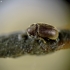 Drugstore beetle - Stegobium paniceum | Fotografijos autorius : Kazimieras Martinaitis | © Macronature.eu | Macro photography web site
