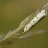 Juodadėmis siaurasparnis ugniukas - Myelois circumvoluta | Fotografijos autorius : Vidas Brazauskas | © Macrogamta.lt | Šis tinklapis priklauso bendruomenei kuri domisi makro fotografija ir fotografuoja gyvąjį makro pasaulį.