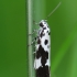 Juodmargė etmija - Ethmia quadrillella | Fotografijos autorius : Vidas Brazauskas | © Macrogamta.lt | Šis tinklapis priklauso bendruomenei kuri domisi makro fotografija ir fotografuoja gyvąjį makro pasaulį.