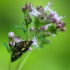 Auksaspalvė pyrausta - Pyrausta aurata | Fotografijos autorius : Vidas Brazauskas | © Macrogamta.lt | Šis tinklapis priklauso bendruomenei kuri domisi makro fotografija ir fotografuoja gyvąjį makro pasaulį.