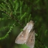 Taškuotasis pievinukas - Leucania obsoleta | Fotografijos autorius : Vidas Brazauskas | © Macrogamta.lt | Šis tinklapis priklauso bendruomenei kuri domisi makro fotografija ir fotografuoja gyvąjį makro pasaulį.