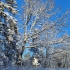 Dubravos miškas žiemą | Fotografijos autorius : Gintautas Steiblys | © Macrogamta.lt | Šis tinklapis priklauso bendruomenei kuri domisi makro fotografija ir fotografuoja gyvąjį makro pasaulį.