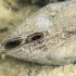 Duck Mussel - Anodonta anatina | Fotografijos autorius : Kazimieras Martinaitis | © Macronature.eu | Macro photography web site