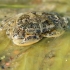 Dumblinis krabas - Rhithropanopeus harrisii | Fotografijos autorius : Gintautas Steiblys | © Macrogamta.lt | Šis tinklapis priklauso bendruomenei kuri domisi makro fotografija ir fotografuoja gyvąjį makro pasaulį.