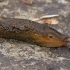 Durham Slug - Arion flagellus  | Fotografijos autorius : Gintautas Steiblys | © Macronature.eu | Macro photography web site