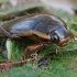 Dusia - Dytiscus dimidiatus ♂ | Fotografijos autorius : Gintautas Steiblys | © Macrogamta.lt | Šis tinklapis priklauso bendruomenei kuri domisi makro fotografija ir fotografuoja gyvąjį makro pasaulį.