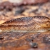 Dusky Arion - Arion fuscus | Fotografijos autorius : Vytautas Tamutis | © Macronature.eu | Macro photography web site