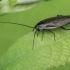 Dusky Cockroach - Ectobius lapponicus | Fotografijos autorius : Gintautas Steiblys | © Macronature.eu | Macro photography web site