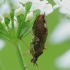 Dvidėmė žolblakė – Closterotomus biclavatus | Fotografijos autorius : Vidas Brazauskas | © Macrogamta.lt | Šis tinklapis priklauso bendruomenei kuri domisi makro fotografija ir fotografuoja gyvąjį makro pasaulį.