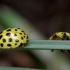 Dvidešimtdvitaškė boružė - Psyllobora vigintiduopunctata | Fotografijos autorius : Romas Ferenca | © Macrogamta.lt | Šis tinklapis priklauso bendruomenei kuri domisi makro fotografija ir fotografuoja gyvąjį makro pasaulį.