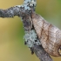 Dvijuostis lenktasparnis - Falcaria lacertinaria | Fotografijos autorius : Arūnas Eismantas | © Macrogamta.lt | Šis tinklapis priklauso bendruomenei kuri domisi makro fotografija ir fotografuoja gyvąjį makro pasaulį.