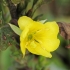 Dvimetė nakviša - Oenothera biennis | Fotografijos autorius : Gintautas Steiblys | © Macrogamta.lt | Šis tinklapis priklauso bendruomenei kuri domisi makro fotografija ir fotografuoja gyvąjį makro pasaulį.