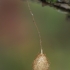 Dvigūbris voraėdis - Ero furcata, kiaušinių kokonas | Fotografijos autorius : Gintautas Steiblys | © Macrogamta.lt | Šis tinklapis priklauso bendruomenei kuri domisi makro fotografija ir fotografuoja gyvąjį makro pasaulį.