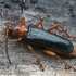 Dvispalvis drevininkas - Rhamnusium bicolor | Fotografijos autorius : Kazimieras Martinaitis | © Macrogamta.lt | Šis tinklapis priklauso bendruomenei kuri domisi makro fotografija ir fotografuoja gyvąjį makro pasaulį.