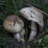 Dvisporis pievagrybis - Agaricus bisporus | Fotografijos autorius : Vytautas Gluoksnis | © Macrogamta.lt | Šis tinklapis priklauso bendruomenei kuri domisi makro fotografija ir fotografuoja gyvąjį makro pasaulį.
