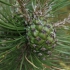 Kalninė pušis - Pinus mugo | Fotografijos autorius : Gintautas Steiblys | © Macronature.eu | Macro photography web site