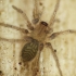 Dwarf Sheet Spider - Hahnia sp. | Fotografijos autorius : Vidas Brazauskas | © Macronature.eu | Macro photography web site