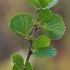 Dwarf birch - Betula nana | Fotografijos autorius : Gintautas Steiblys | © Macronature.eu | Macro photography web site