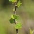 Dwarf birch - Betula nana | Fotografijos autorius : Gintautas Steiblys | © Macronature.eu | Macro photography web site