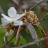 Smailialapis pupūnas - Bauhinia acuminata | Fotografijos autorius : Nomeda Vėlavičienė | © Macronature.eu | Macro photography web site