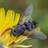 Dygliamusė - Carcelia puberula ♂ | Fotografijos autorius : Žilvinas Pūtys | © Macrogamta.lt | Šis tinklapis priklauso bendruomenei kuri domisi makro fotografija ir fotografuoja gyvąjį makro pasaulį.