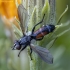 Dygliamusė - Cylindromyia interrupta | Fotografijos autorius : Žilvinas Pūtys | © Macrogamta.lt | Šis tinklapis priklauso bendruomenei kuri domisi makro fotografija ir fotografuoja gyvąjį makro pasaulį.