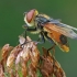 Dygliamusė - Phasia aurigera | Fotografijos autorius : Gintautas Steiblys | © Macrogamta.lt | Šis tinklapis priklauso bendruomenei kuri domisi makro fotografija ir fotografuoja gyvąjį makro pasaulį.