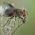 Dygliamusė - Ectophasia crassipennis | Fotografijos autorius : Gintautas Steiblys | © Macrogamta.lt | Šis tinklapis priklauso bendruomenei kuri domisi makro fotografija ir fotografuoja gyvąjį makro pasaulį.