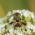 Dygliamusė - Ectophasia crassipennis | Fotografijos autorius : Vidas Brazauskas | © Macrogamta.lt | Šis tinklapis priklauso bendruomenei kuri domisi makro fotografija ir fotografuoja gyvąjį makro pasaulį.