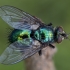 Žalioji dygliamusė - Gymnocheta viridis | Fotografijos autorius : Žilvinas Pūtys | © Macrogamta.lt | Šis tinklapis priklauso bendruomenei kuri domisi makro fotografija ir fotografuoja gyvąjį makro pasaulį.