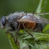 Dygliamusė - Tachina lurida ♀ | Fotografijos autorius : Žilvinas Pūtys | © Macrogamta.lt | Šis tinklapis priklauso bendruomenei kuri domisi makro fotografija ir fotografuoja gyvąjį makro pasaulį.