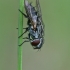 Mėsmusė - Metopia sp. ♀ | Fotografijos autorius : Gintautas Steiblys | © Macrogamta.lt | Šis tinklapis priklauso bendruomenei kuri domisi makro fotografija ir fotografuoja gyvąjį makro pasaulį.