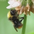 Early bumblebee - Bombus pratorum | Fotografijos autorius : Vidas Brazauskas | © Macronature.eu | Macro photography web site