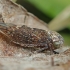 Early leafhopper - Acericerus ribauti  | Fotografijos autorius : Gintautas Steiblys | © Macronature.eu | Macro photography web site