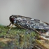 Early leafhopper - Acericerus ribauti | Fotografijos autorius : Gintautas Steiblys | © Macronature.eu | Macro photography web site