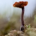 Earpick fungus - Auriscalpium vulgare | Fotografijos autorius : Eglė Vičiuvienė | © Macronature.eu | Macro photography web site
