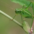 Eastern Saw Bush-cricket - Barbitistes constrictus | Fotografijos autorius : Gintautas Steiblys | © Macronature.eu | Macro photography web site