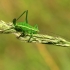 Eastern Saw Bush-cricket - Barbitistes constrictus | Fotografijos autorius : Ramunė Vakarė | © Macronature.eu | Macro photography web site